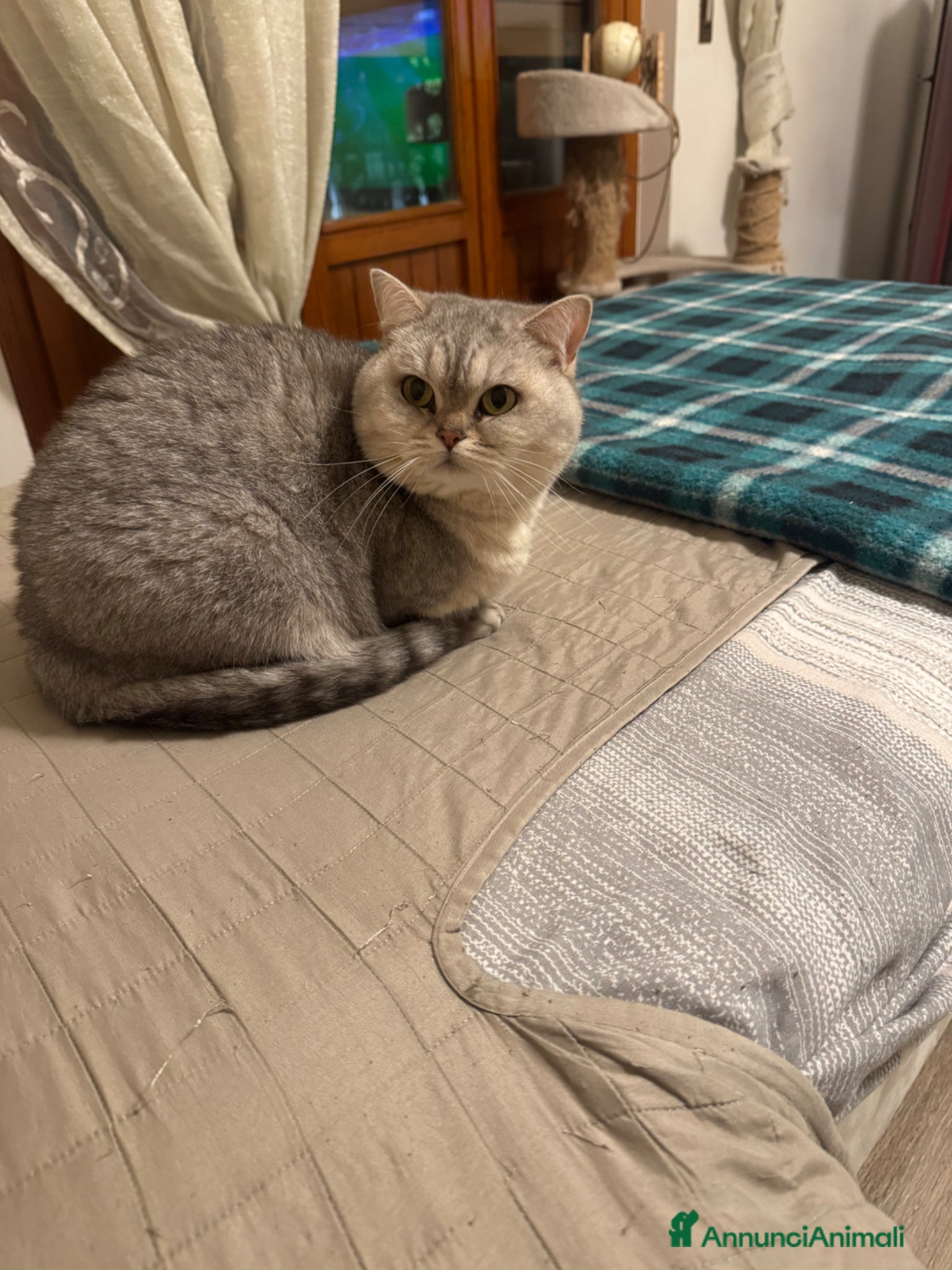 Scottish gatti Gattini Scottish Straight - Annuncio 1