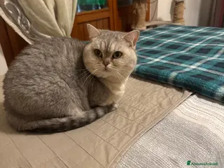 Scottish gatti Gattini Scottish Straight - Annuncio 1