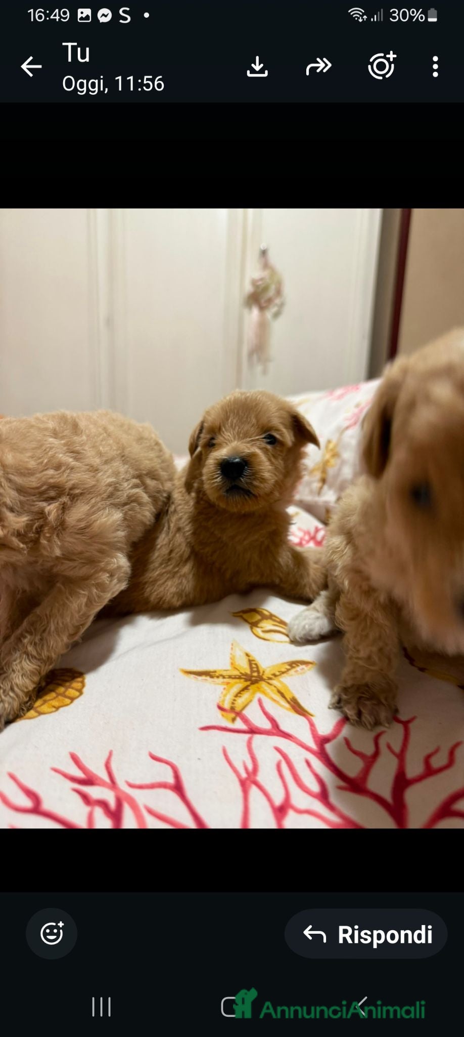 Maltipoo cani Cuccioli di colore misti tra marrone e bianco - Annuncio 3