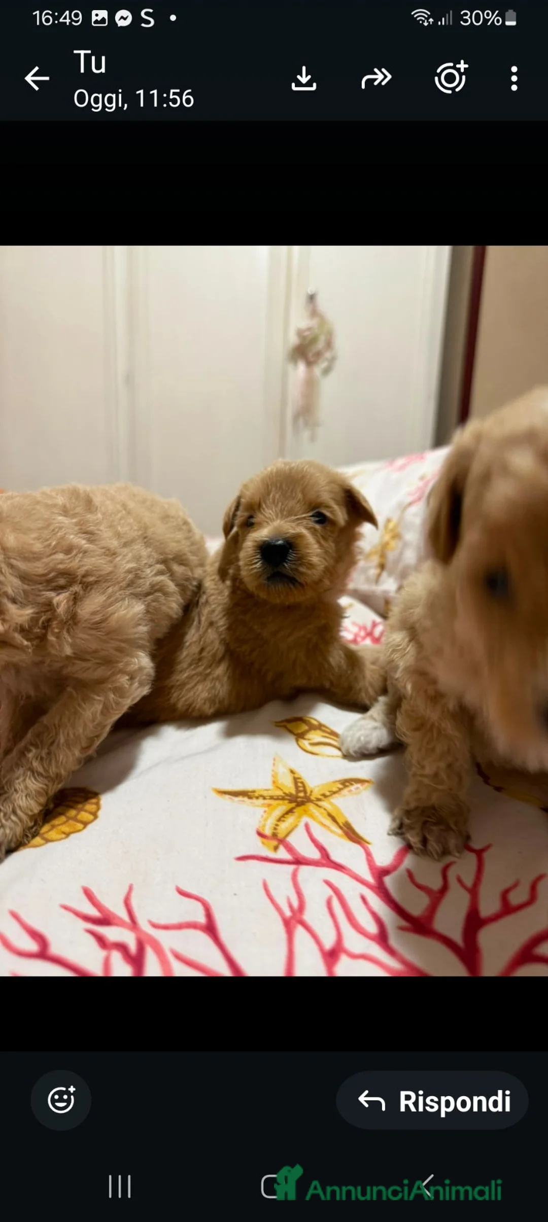 Maltipoo cani in vendita: Cuccioli di colore misti tra marrone e bianco - Annuncio 1