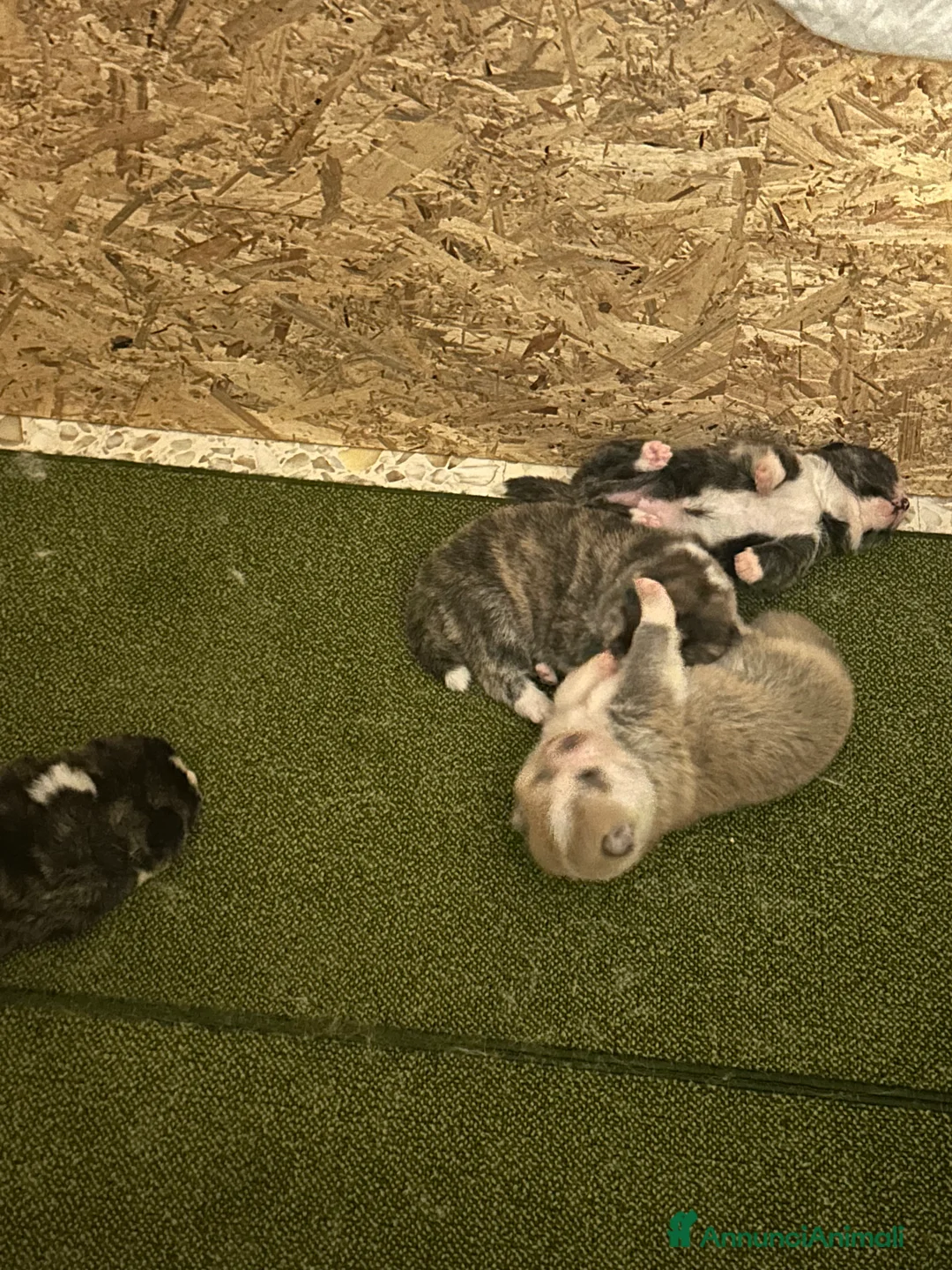 Akita Inu cani in vendita: Cuccioli di Akita inu - Annuncio 2