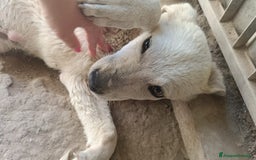 Meticcio cani in regalo:  AKI  - Immagine 5