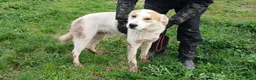Meticcio cani in regalo: ATHOS STA ASPETTANDO LA SUA MAMMA E IL SUO PAPA' - Annuncio 2
