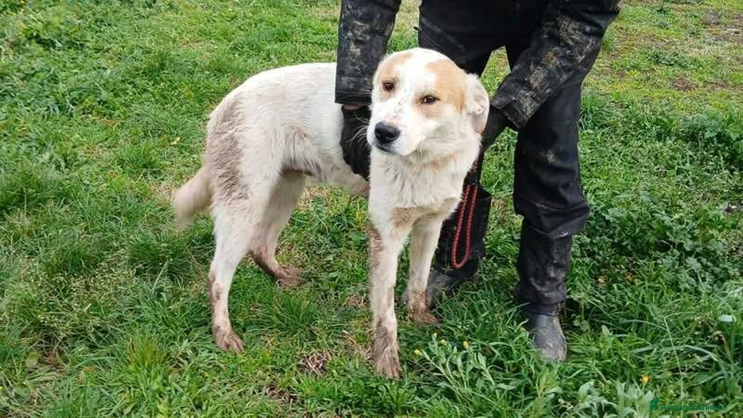 Meticcio cani in regalo: ATHOS STA ASPETTANDO LA SUA MAMMA E IL SUO PAPA' - Annuncio 2