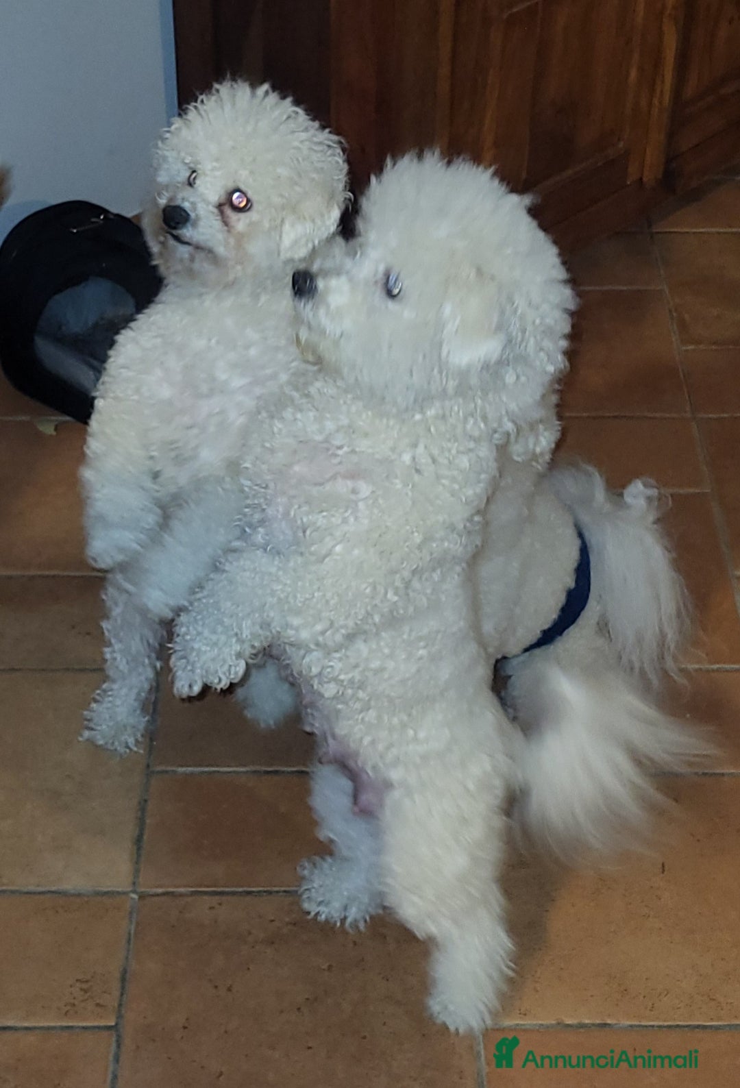 Bichon cani in vendita: Cucciole di bichon frisè  - Annuncio 8