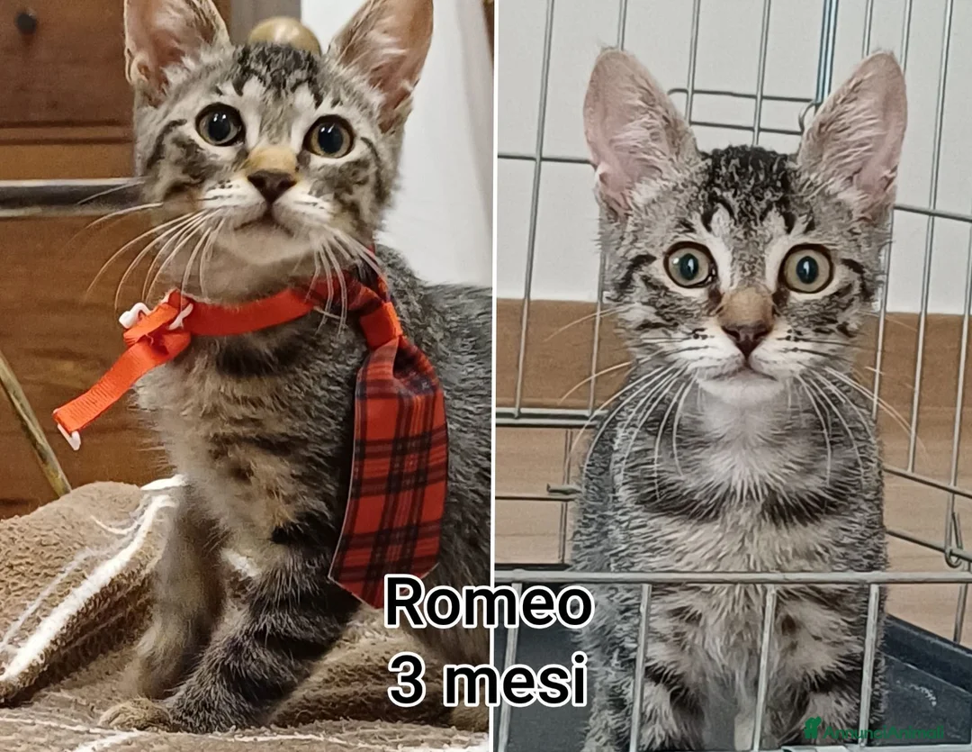 Altre razze gatti in regalo: GATTINI BISOGNOSI D'ADOZIONE  a Città Metropolitana di Bologna - Annuncio 2