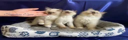 Ragdoll gatti in vendita: Gattina ragdoll con pedigree - Annuncio 7