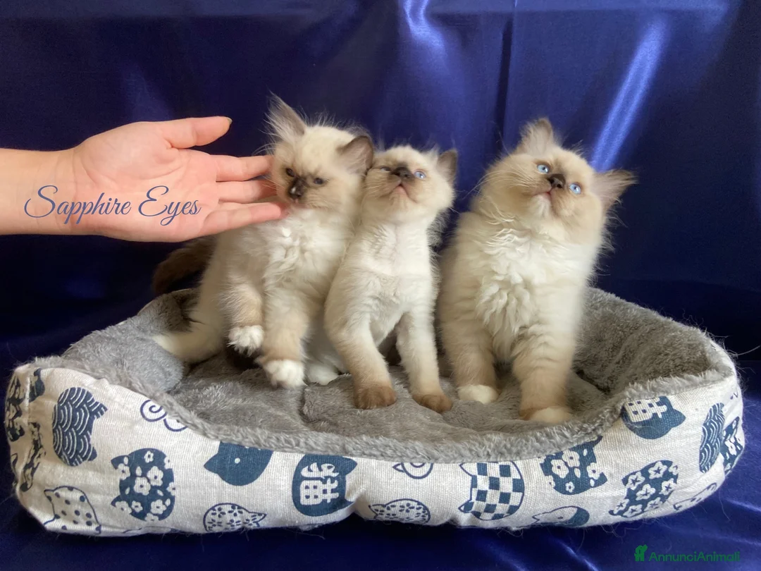 Ragdoll gatti in vendita: Gattina ragdoll con pedigree - Annuncio 7