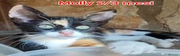 Altre razze gatti in regalo: GATTINI ABBANDONATI: URGENTE  a Città Metropolitana di Torino - Annuncio 2