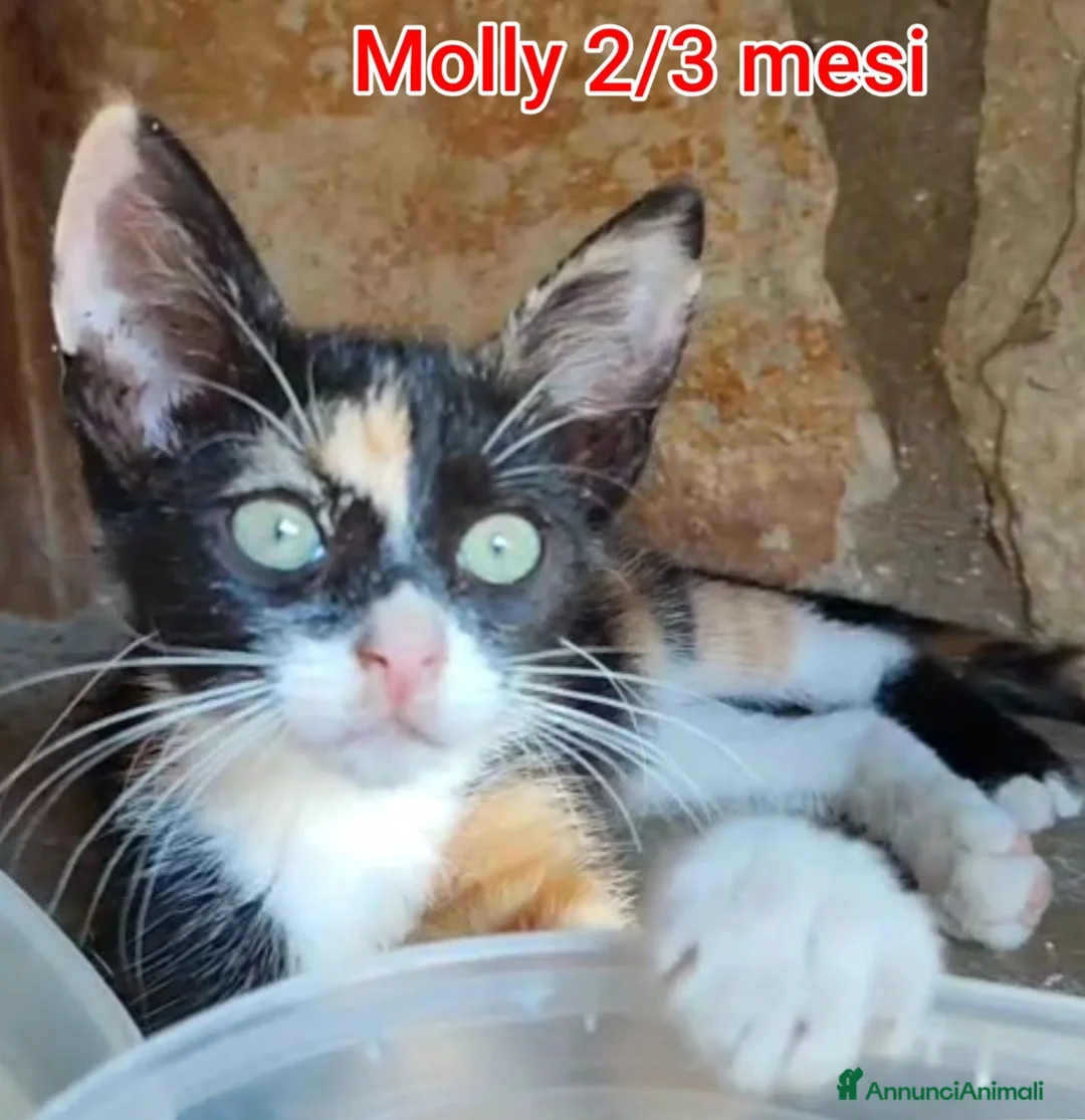Altre razze gatti in regalo: GATTINI ABBANDONATI: URGENTE  a Città Metropolitana di Torino - Annuncio 2