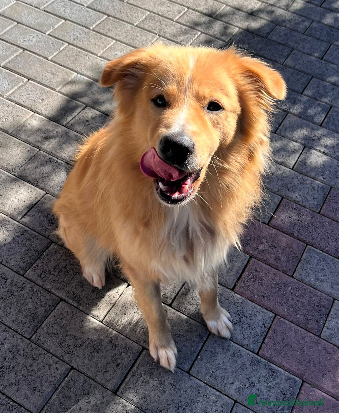 Meticcio cani in regalo: DIOR CAGNOLINO FULVO - Annuncio 6