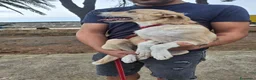 Meticcio cani in regalo: FIAMMA 🩷 DAL FUOCO, VERSO UNA NUOVA VITA 🙏🏻 a Provincia di Pavia - Annuncio 4