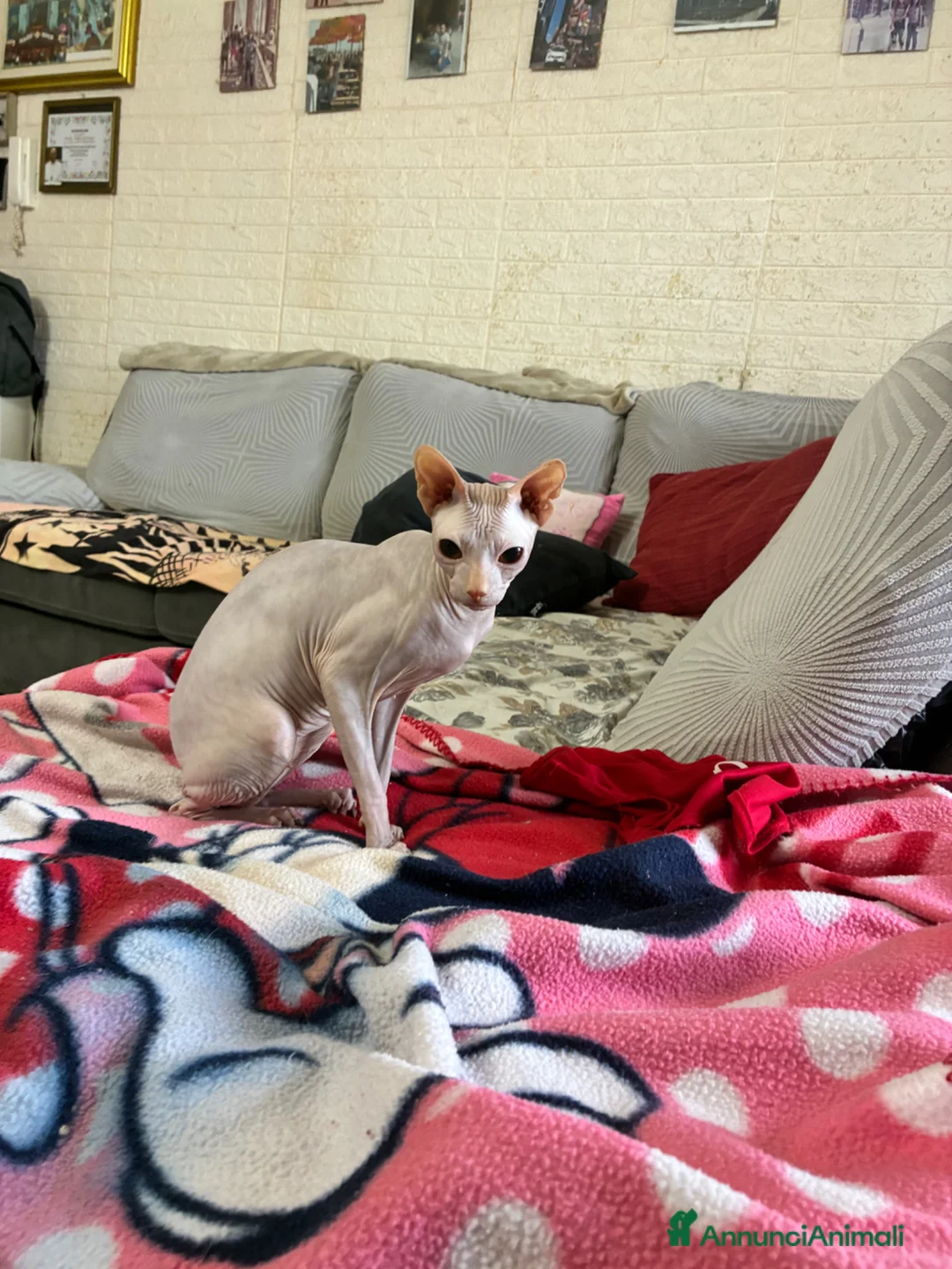 Sphynx gatti per accoppiamento: Gatta Sphynx disponibile per accoppiamento ROMA a Città metropolitana di Roma Capitale - Annuncio 4