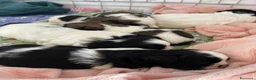 Shih Tzu cani in vendita: Cuccioli di Shi-tzu - Annuncio 8