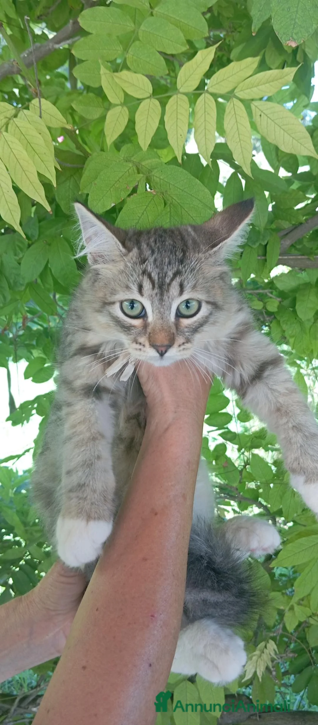 Siberiano gatti in vendita: Gattini Siberiani ipoallergenici con pedigree  - Annuncio 2