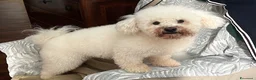 Bichon cani per accoppiamento: Bichon à poil frisè maschio per accoppiamento  - Annuncio 1