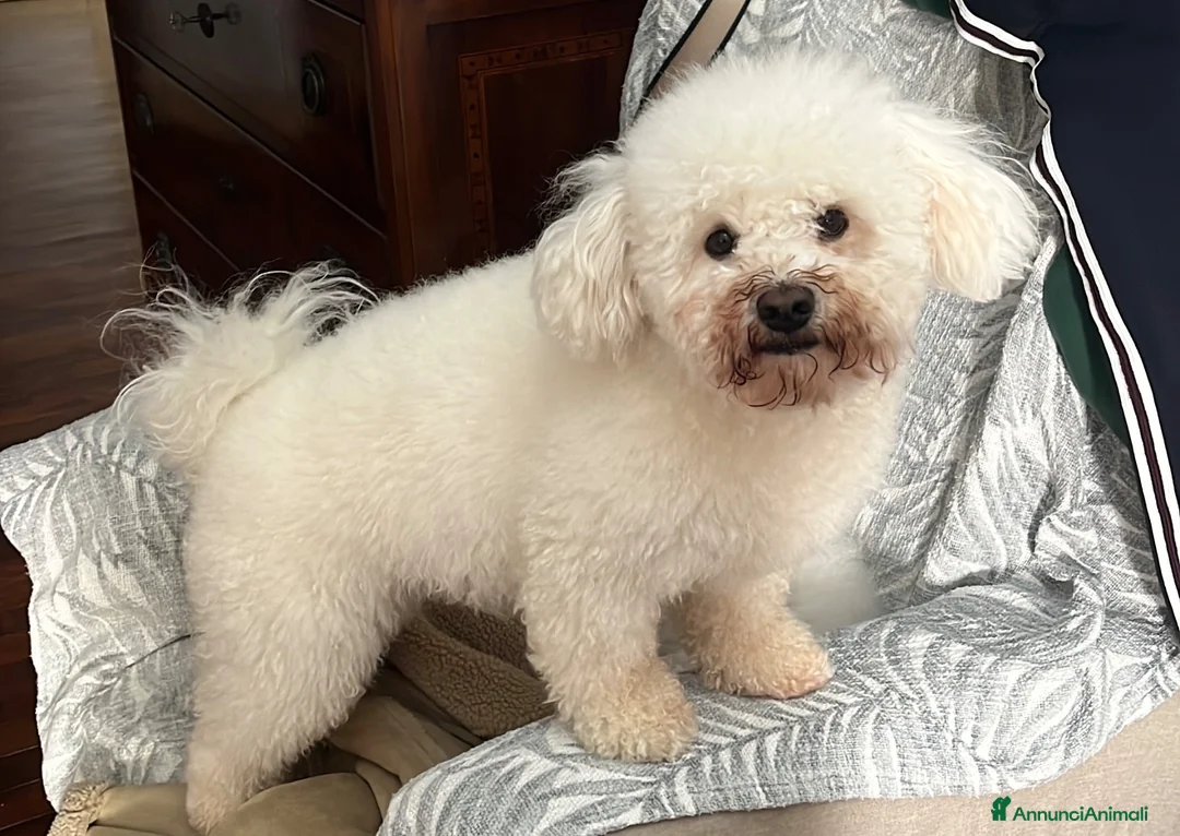 Bichon cani per accoppiamento: Bichon à poil frisè maschio per accoppiamento  - Annuncio 1