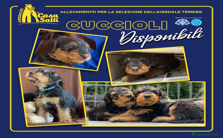 Airedale Terrier cani - Annuncio 5