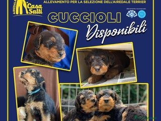 Airedale Terrier cani Airedale Terrier cuccioli - Annuncio 32