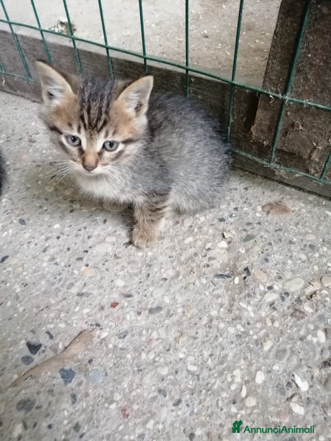 Europeo gatti in regalo: gattini cuccioli 2 mesi e mezzo🖤 - Immagine 2