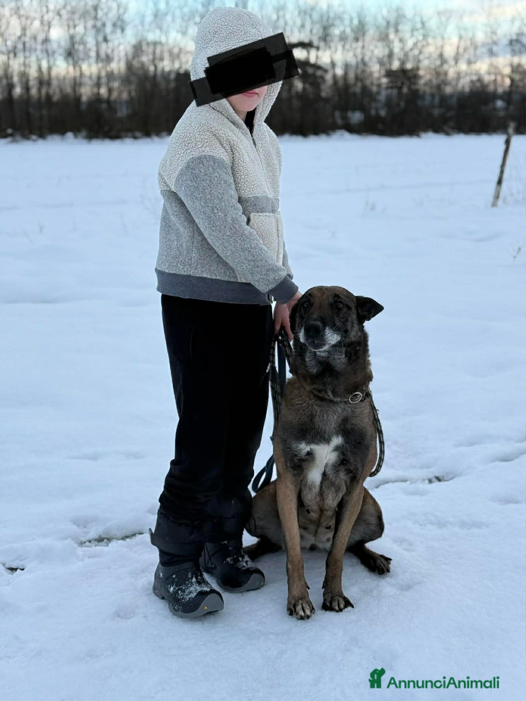 Pastore Belga cani in regalo: NARA & AIRON: PASTORI BELGA MALINOIS dolcissimi! - Annuncio 3