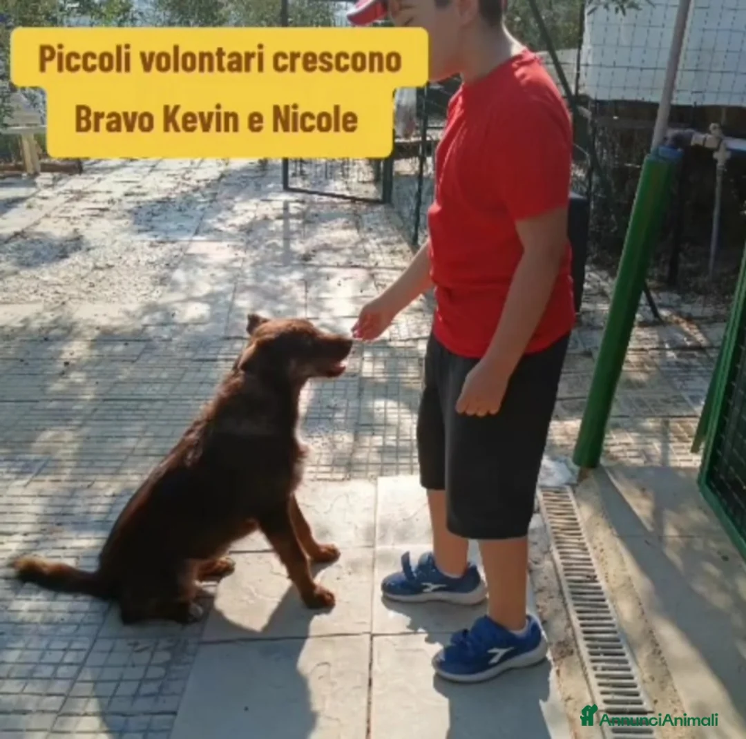Meticcio cani in regalo: Ciro 2anni marrone fulvo occhi ambra splendido!SUD a Città metropolitana di Milano - Annuncio 10