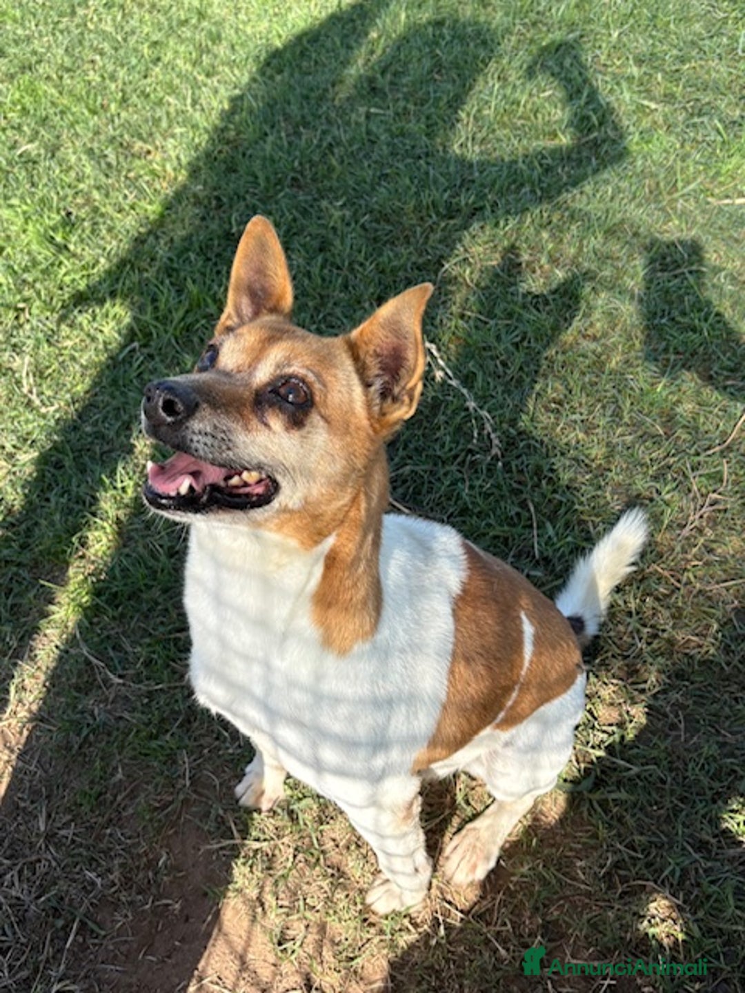 Meticcio cani in regalo: TIC simpaticissimo derivato jack russel - Annuncio 1