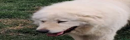Pastore Abbruzzese Maremmano cani in vendita: Cuccioli di pastore Abruzzese Maremmano  - Annuncio 9