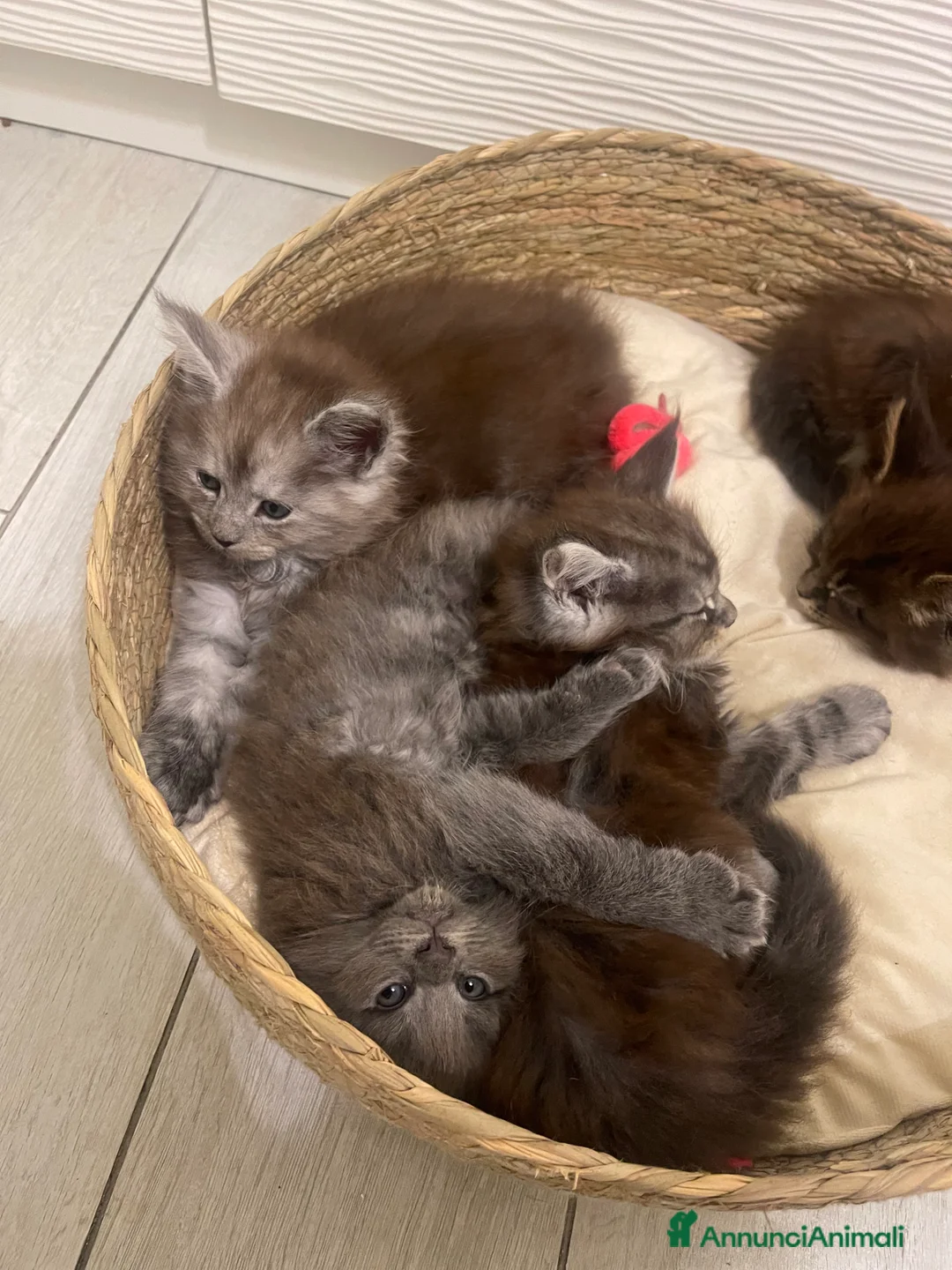 Maine Coon gatti in vendita: Cucciolata Maine coon - Annuncio 2