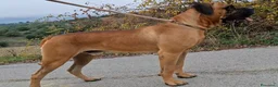 Cane Corso cani in vendita: Cane corso - Annuncio 5
