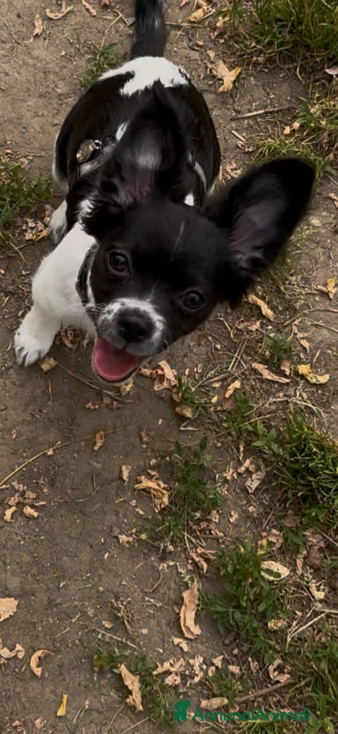 Chihuahua cani in vendita: Chihuahua cucciola 5 mesi a Città metropolitana di Milano - Annuncio 2