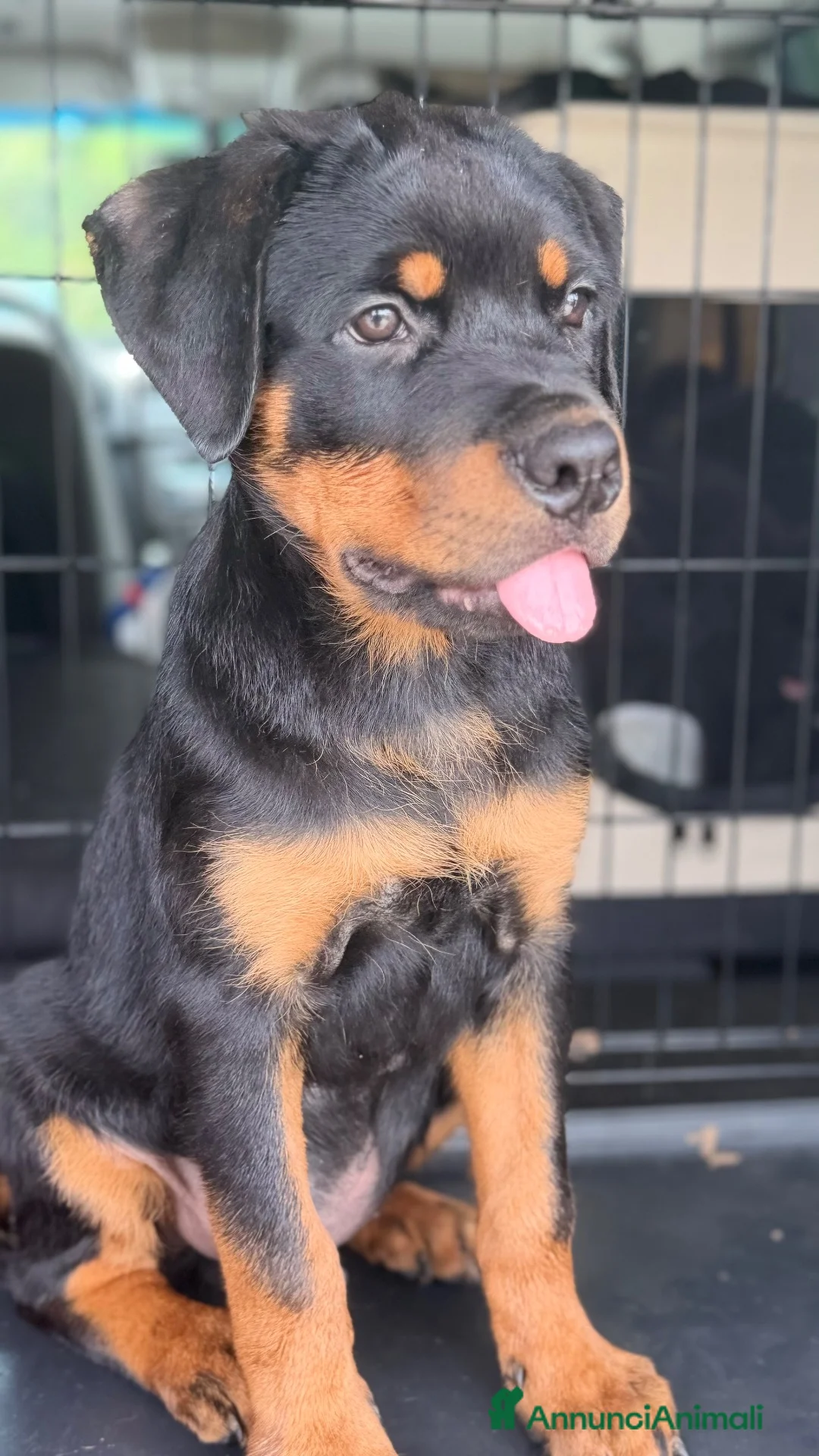 Rottweiler cani in vendita: Rottweiler  - Annuncio 2