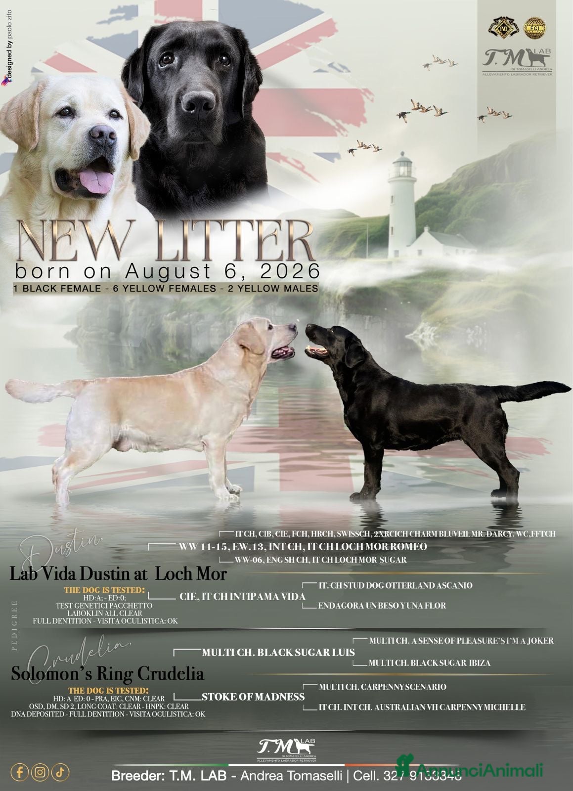 Labrador cani Cuccioli di Labrador - Annuncio 1