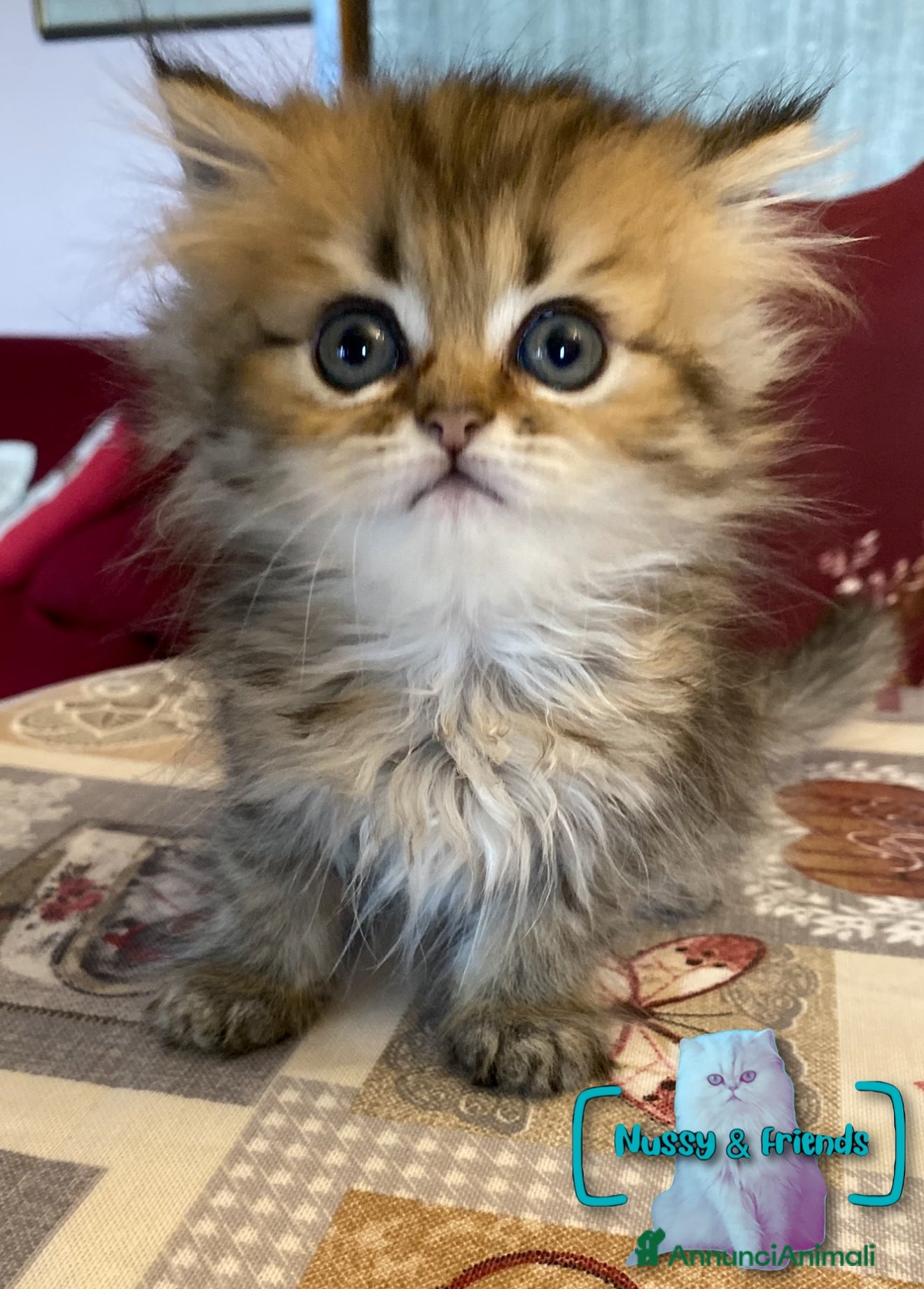 Persiano gatti in vendita: Cucciolo di gatto persiano chinchilla golden - Annuncio 6
