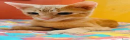 Meticcio gatti in regalo: 3 mesi, abituato in casa, DOLCISSIMO  - Annuncio 4