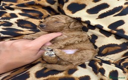 Barboncino cani in vendita: Barboncini nanetti 🐩🐩🐩 - Immagine 20