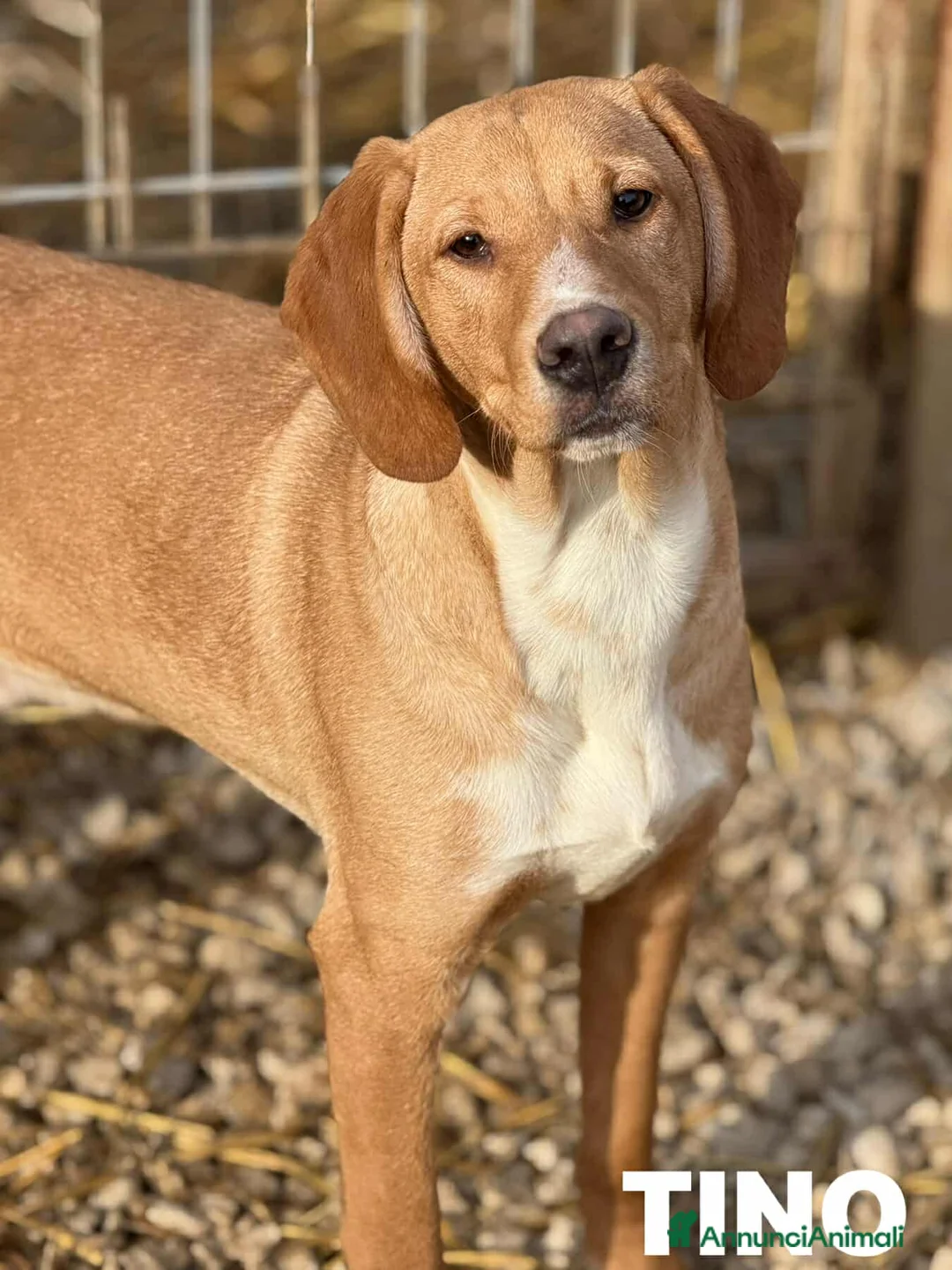 Meticcio cani in regalo: TOM & TINO, buffissimi cuccioli orecchie lunghe! - Annuncio 2
