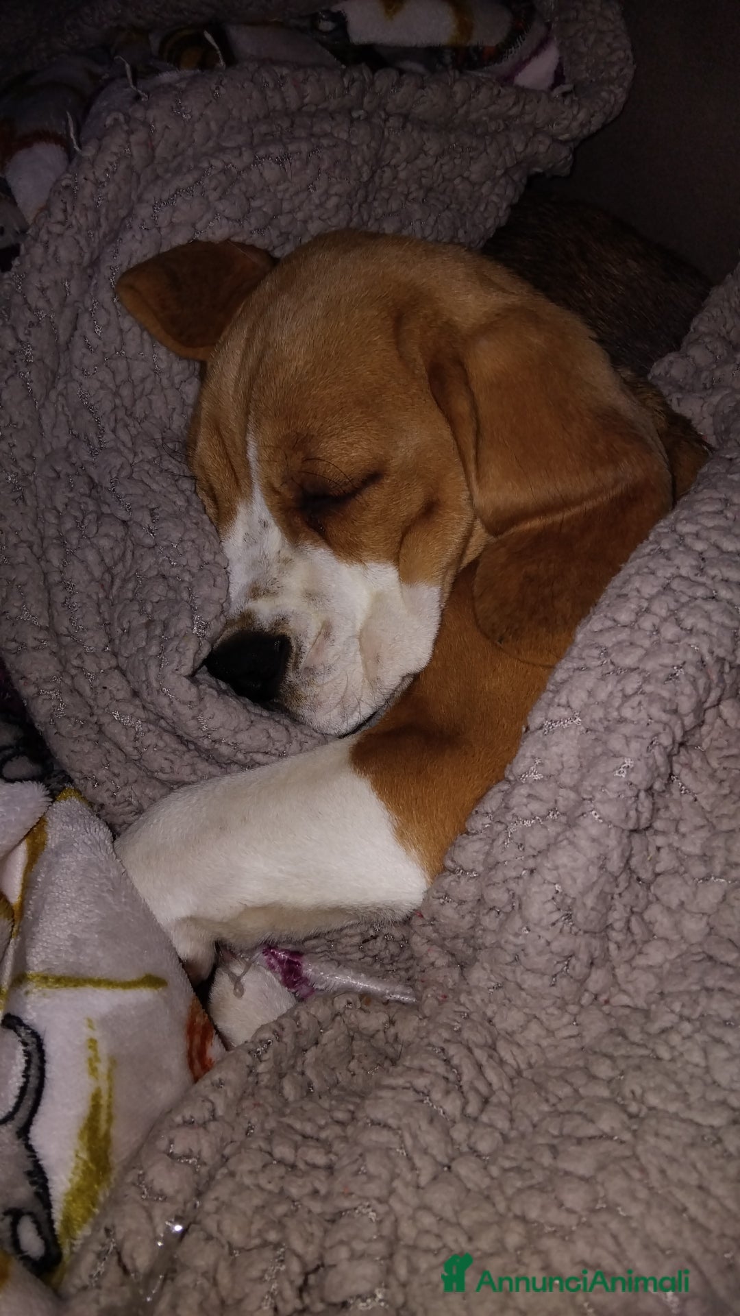 Beagle cani in vendita: Cuccioli beagle - Annuncio 4