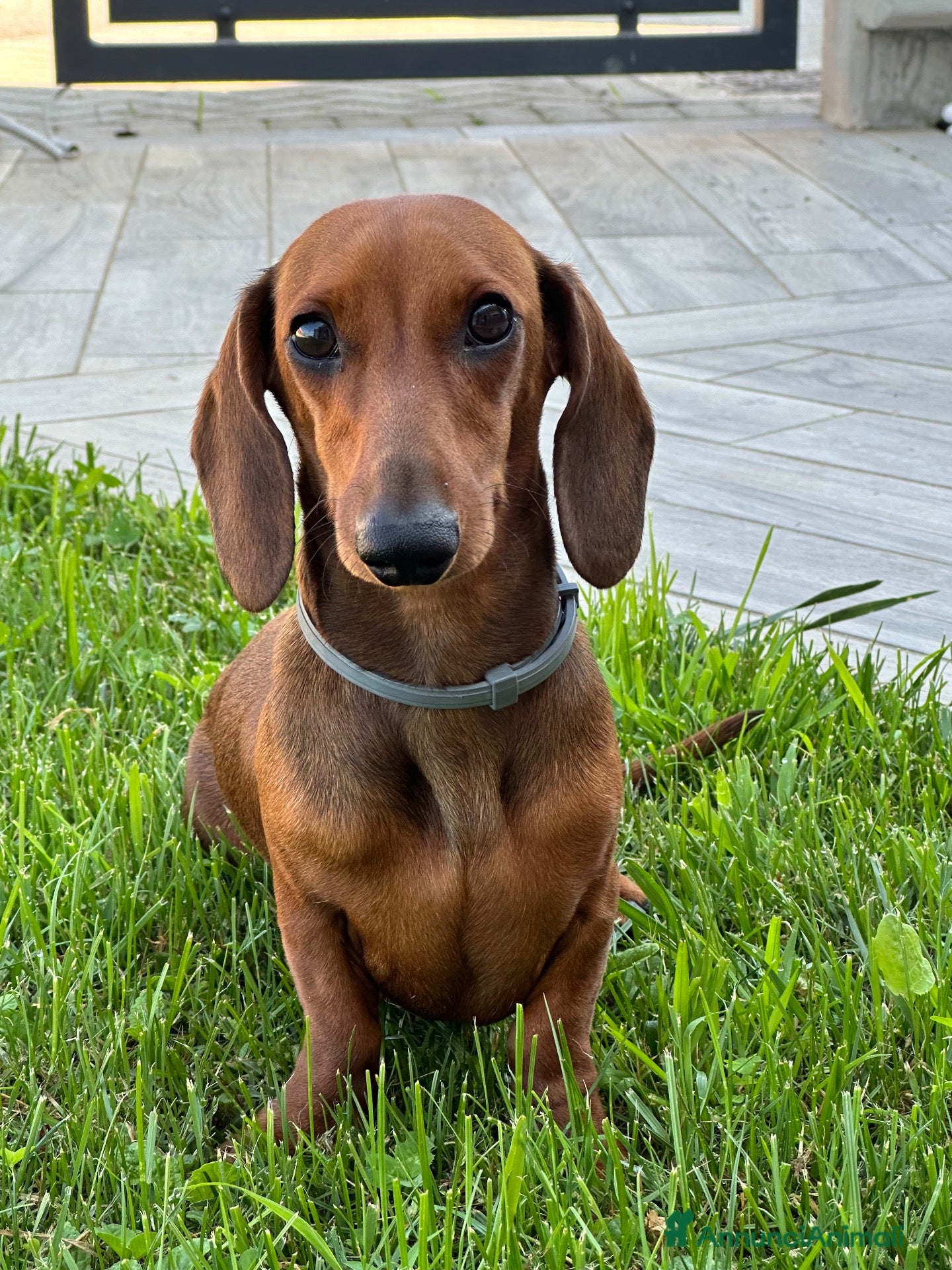 Bassotto cani 🐾 CERCHIAMO FIDANZATO PER LILA 🐾 - Annuncio 6