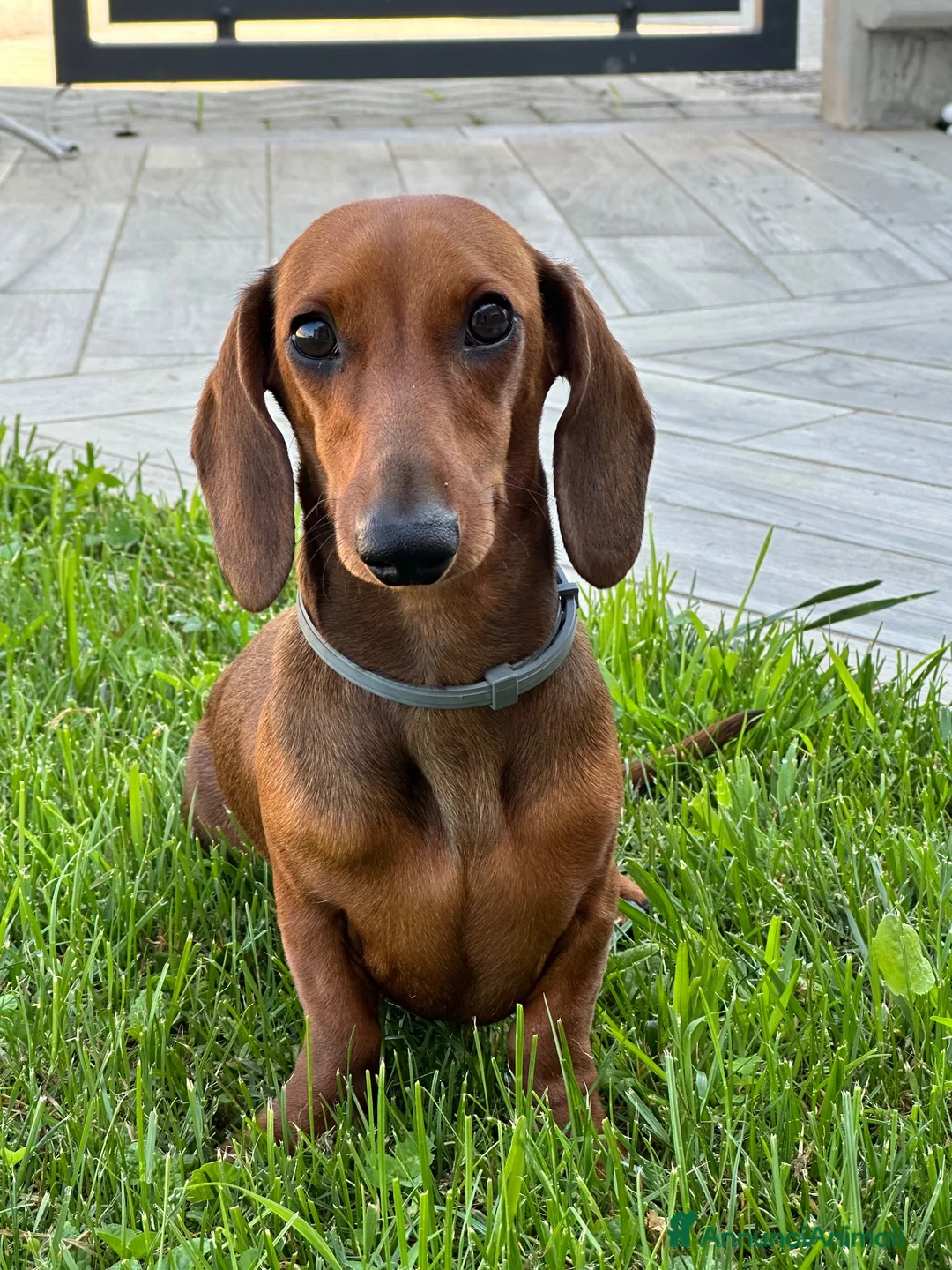 Bassotto cani per accoppiamento: 🐾 CERCHIAMO FIDANZATO PER LILA 🐾 a Provincia di Varese - Annuncio 1