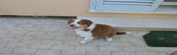 Australian Shepherd cani in vendita: Cuccioli di Pastore Australiano - Annuncio 4