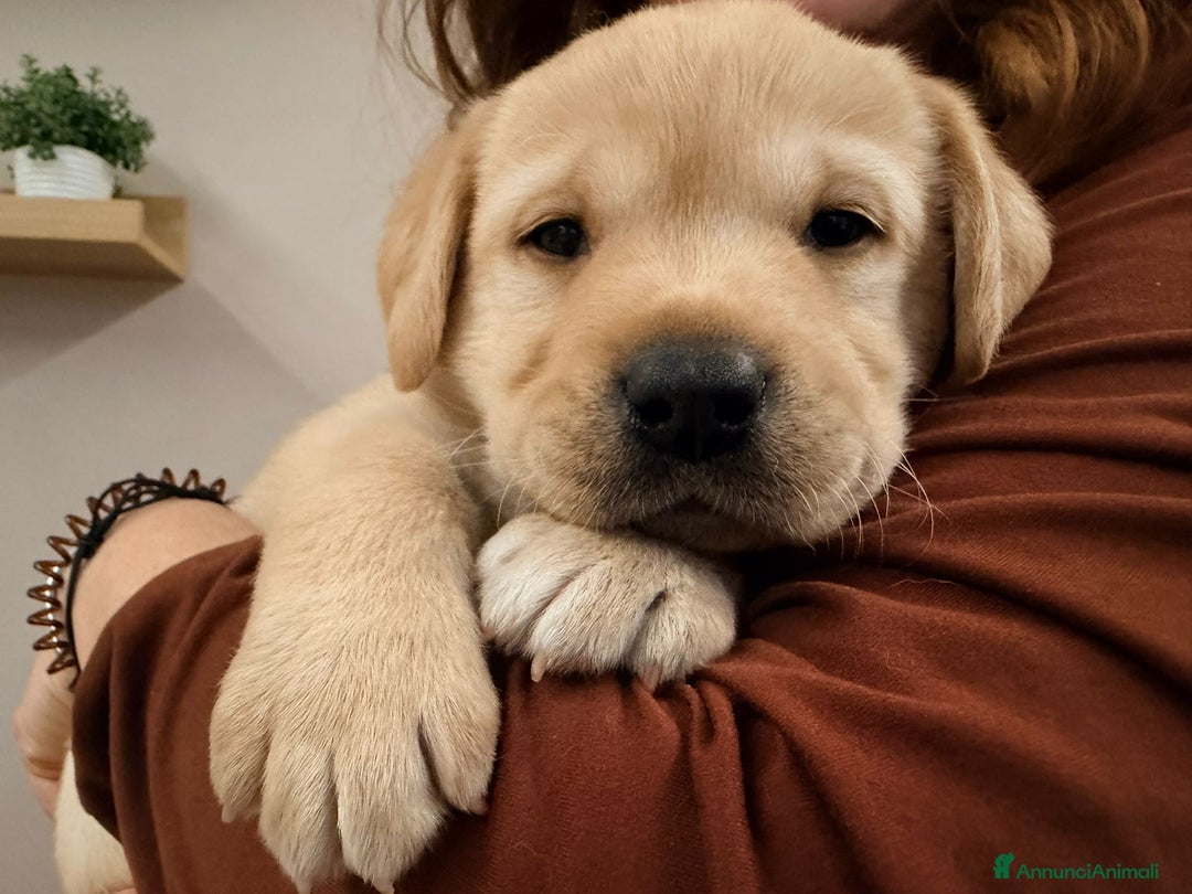 Labrador cani in vendita: Labrador Retriever neri e gialli - Annuncio 3