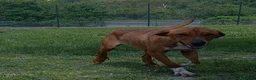 Meticcio cani in regalo: POLDO esuberante ed affettuoso a Città Metropolitana di Torino - Annuncio 3