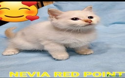 Sacro di Birmania gatti in vendita: Gattini Sacro di Birmania  - Immagine 2