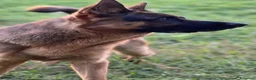Pastore Tedesco cani in regalo: Do in regalo un bellissimo pastore tedesco  - Annuncio 2