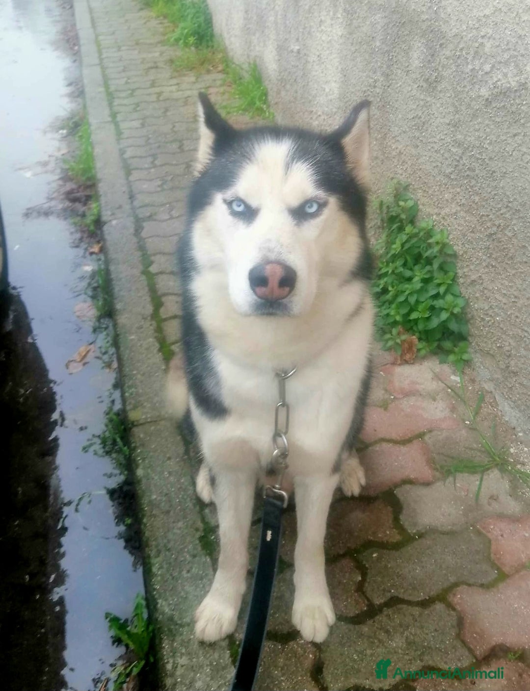 Komondor cani in regalo: ALASKA DOLCISSIMO HUSKY  - Annuncio 4