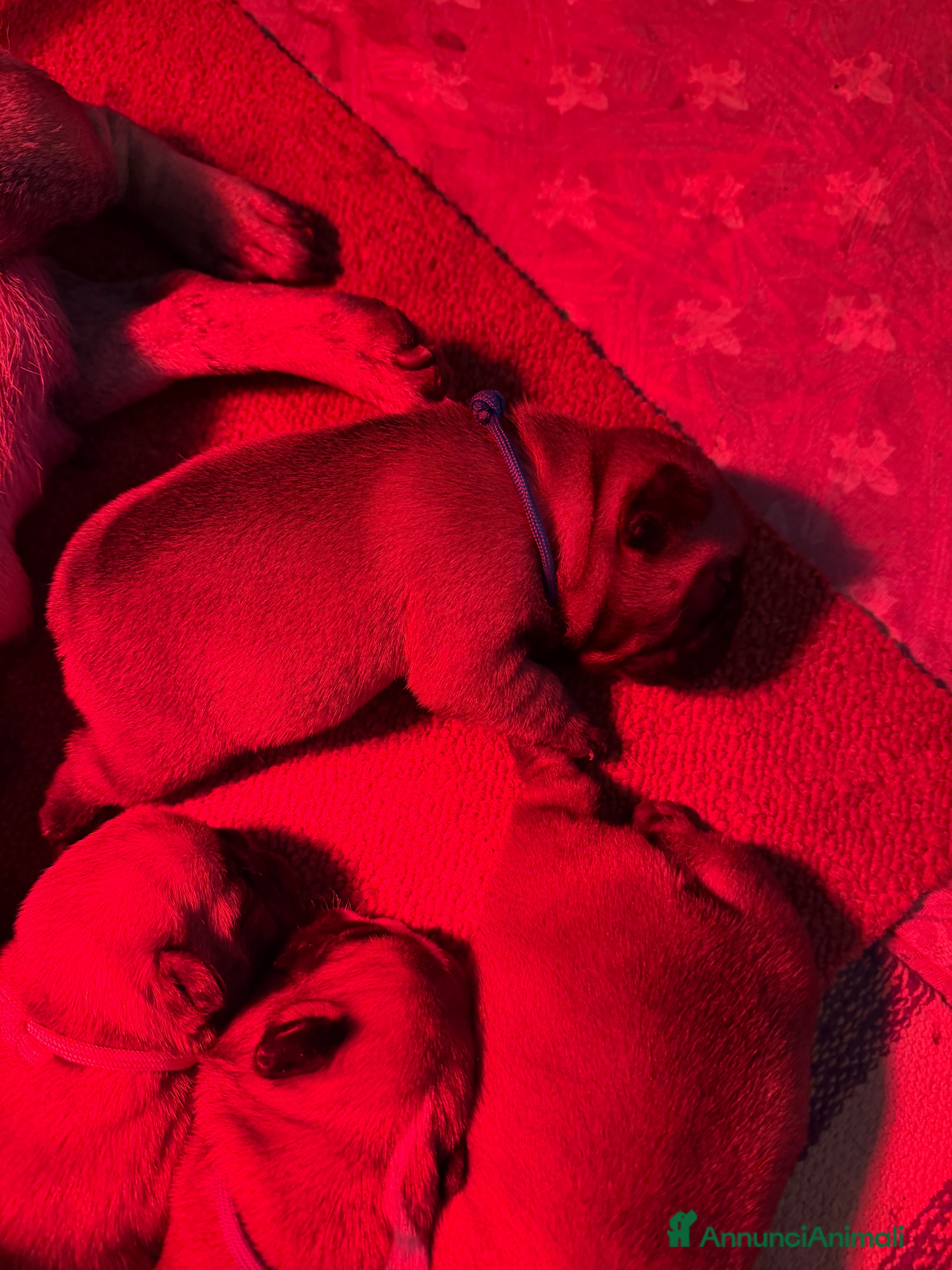 Bulldog Francese cani Cuccioli di Bouldogue francese - Annuncio 2