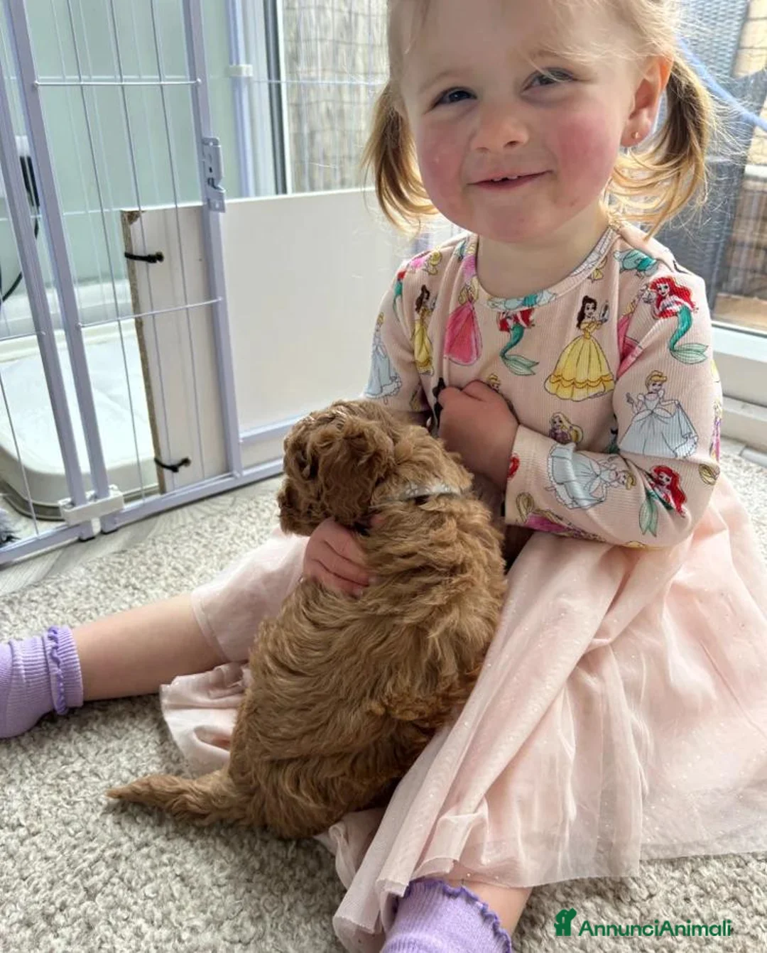 Maltipoo cani in vendita: BELLISSIMI MALTIPOO PRESTO DISPONIBILI - Annuncio 2