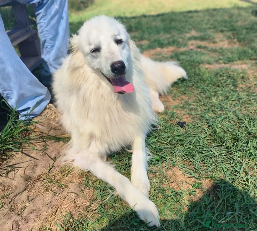 Meticcio cani in regalo: Shira, elegante e fiera - Annuncio 2