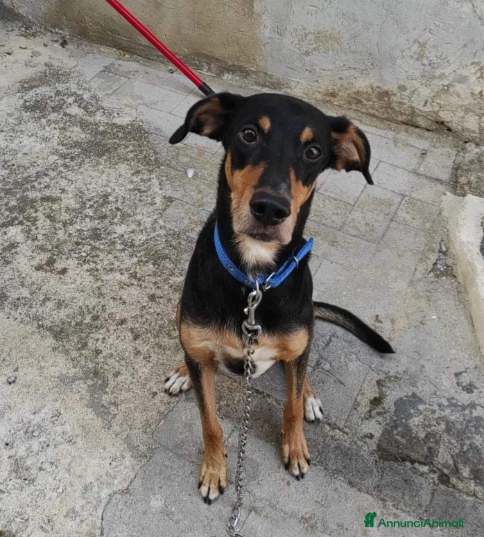 Meticcio cani Maschietto 6anni VISSUTI TUTTI IN CASA!! SICILIA  a Città metropolitana di Milano - Annuncio 2